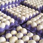 تولیدکننده و صادرات تخم مرغ خوراکی بازرگانی میهن